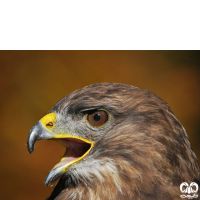 گونه سارگپه استپی Common Buzzard